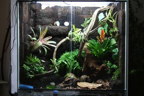 Mapaches Terrarium